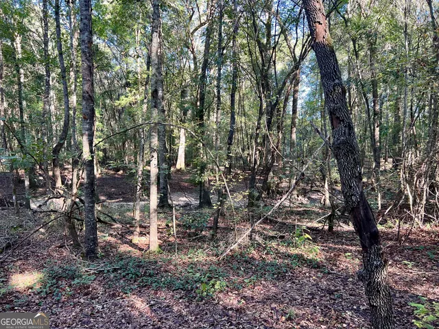 a view of a forest with a tree