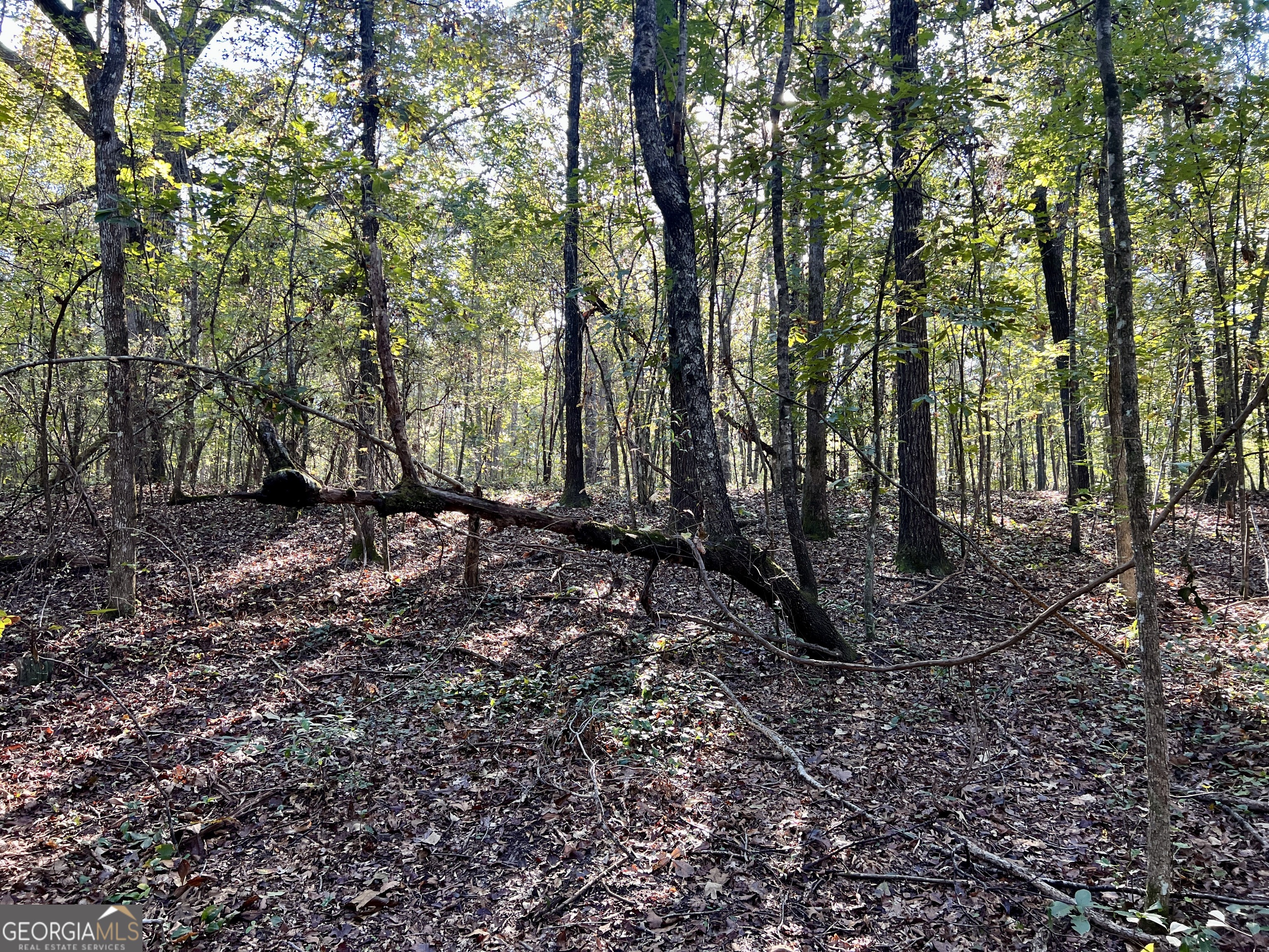 0 Lower River Road Eastman, GA 31023 - Photo 42 of 56 a view of a forest with trees
