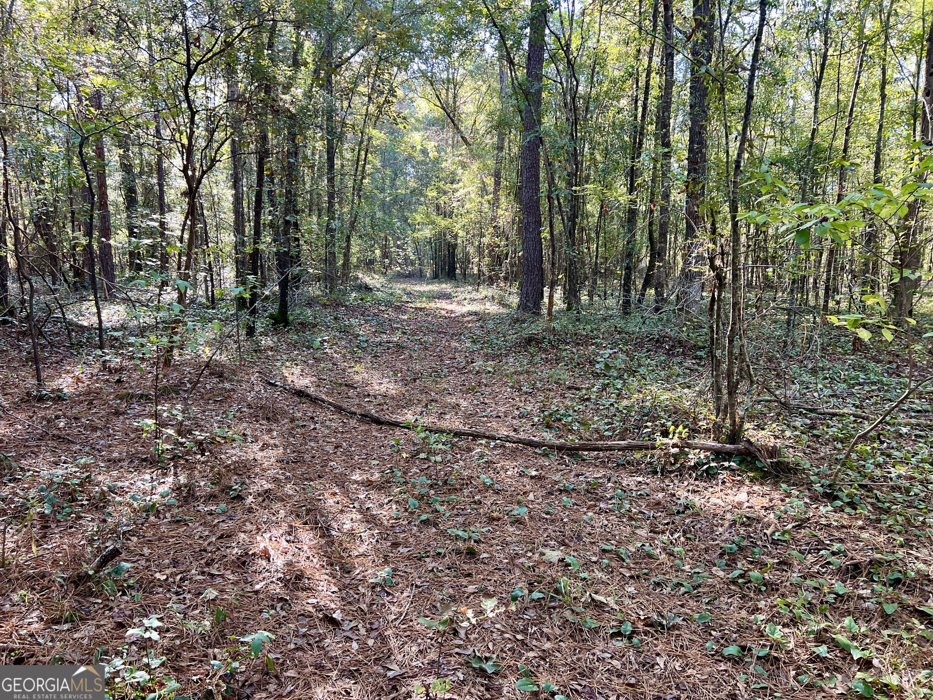 0 Lower River Road Eastman, GA 31023 - Photo 43 of 56 a view of a forest with trees in the background