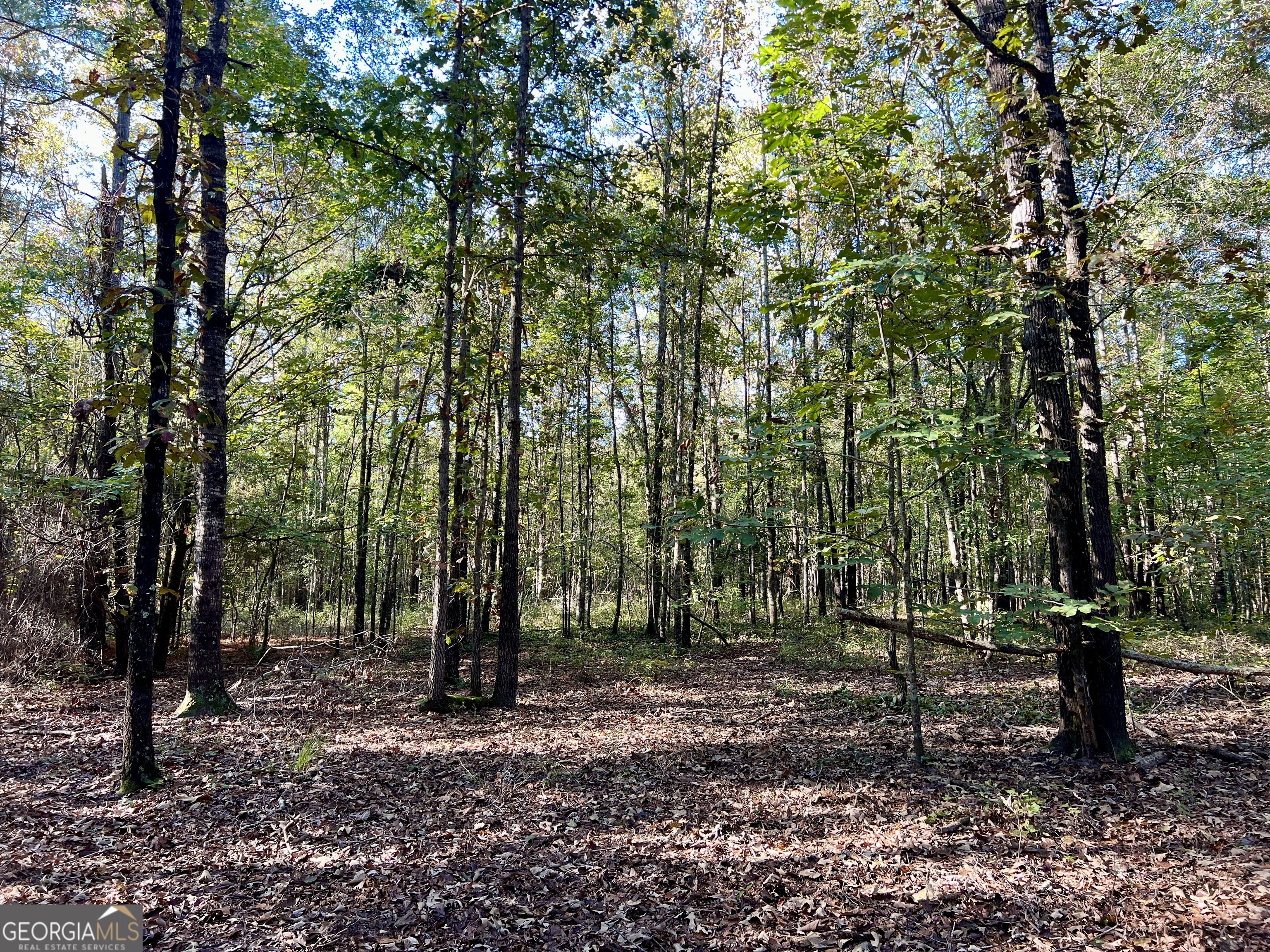 0 Lower River Road Eastman, GA 31023 - Photo 45 of 56 a view of outdoor space with lots of trees