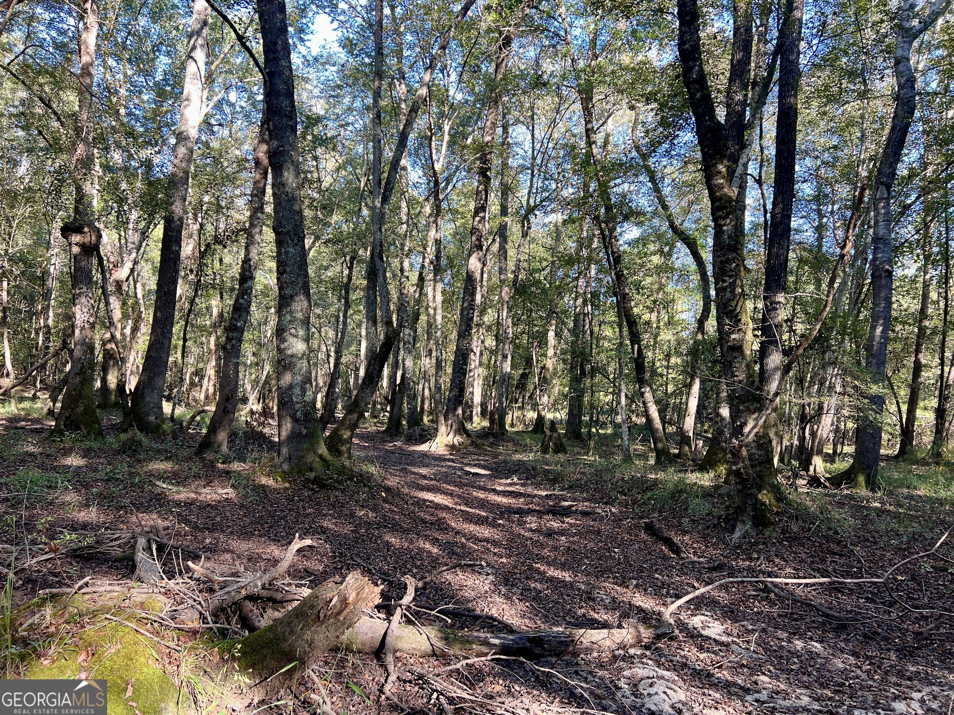 0 Lower River Road Eastman, GA 31023 - Photo 51 of 56 a view of outdoor space with trees