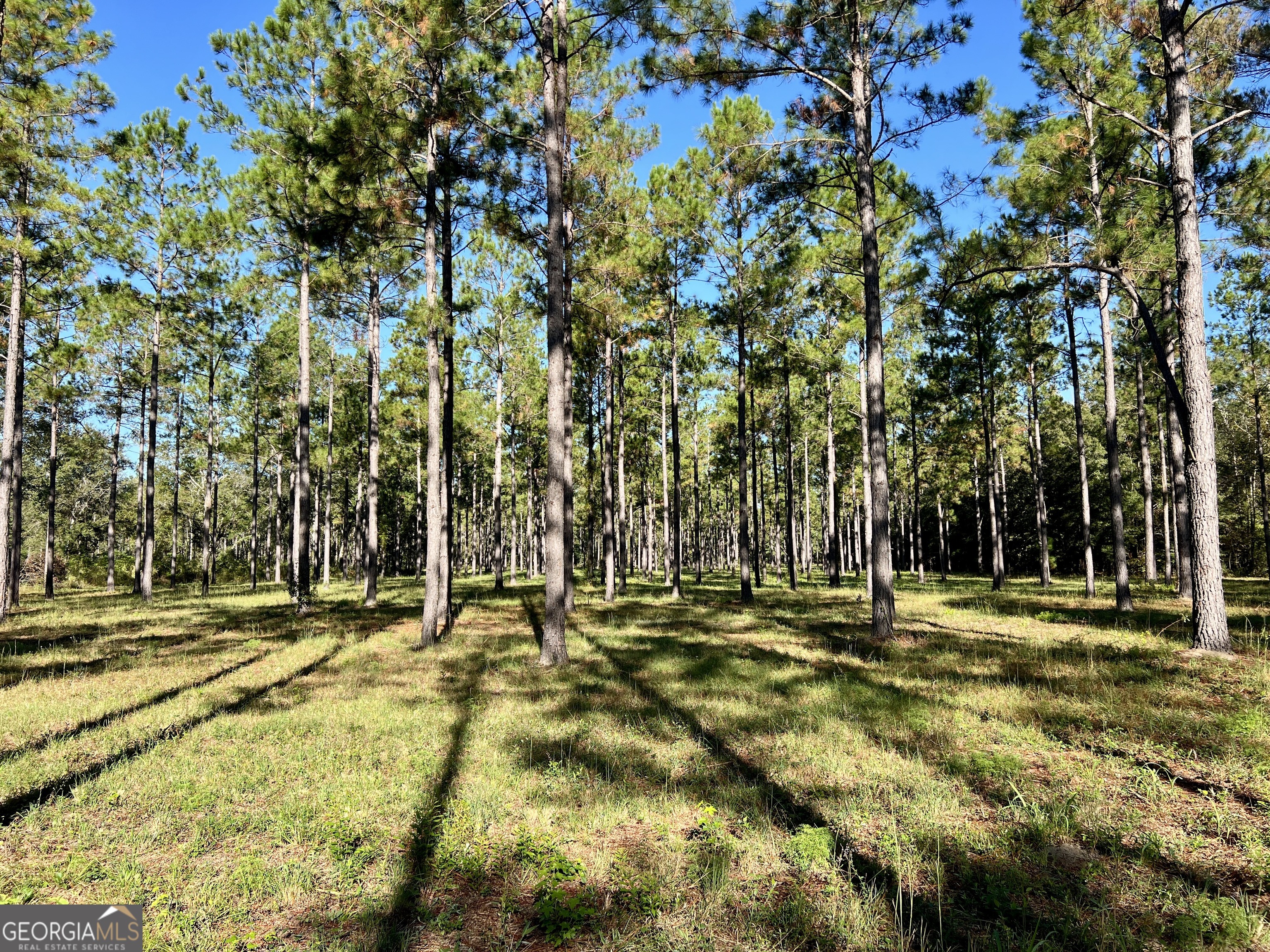 0 Lower River Road Eastman, GA 31023 - Photo 52 of 56 a view of outdoor space with deck and trees