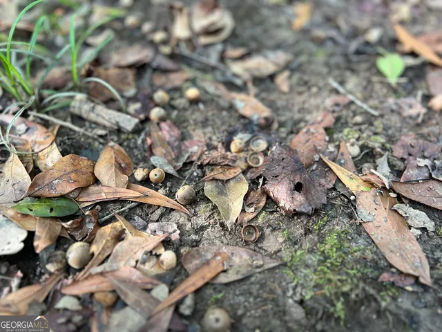 a view of a yard with a tree