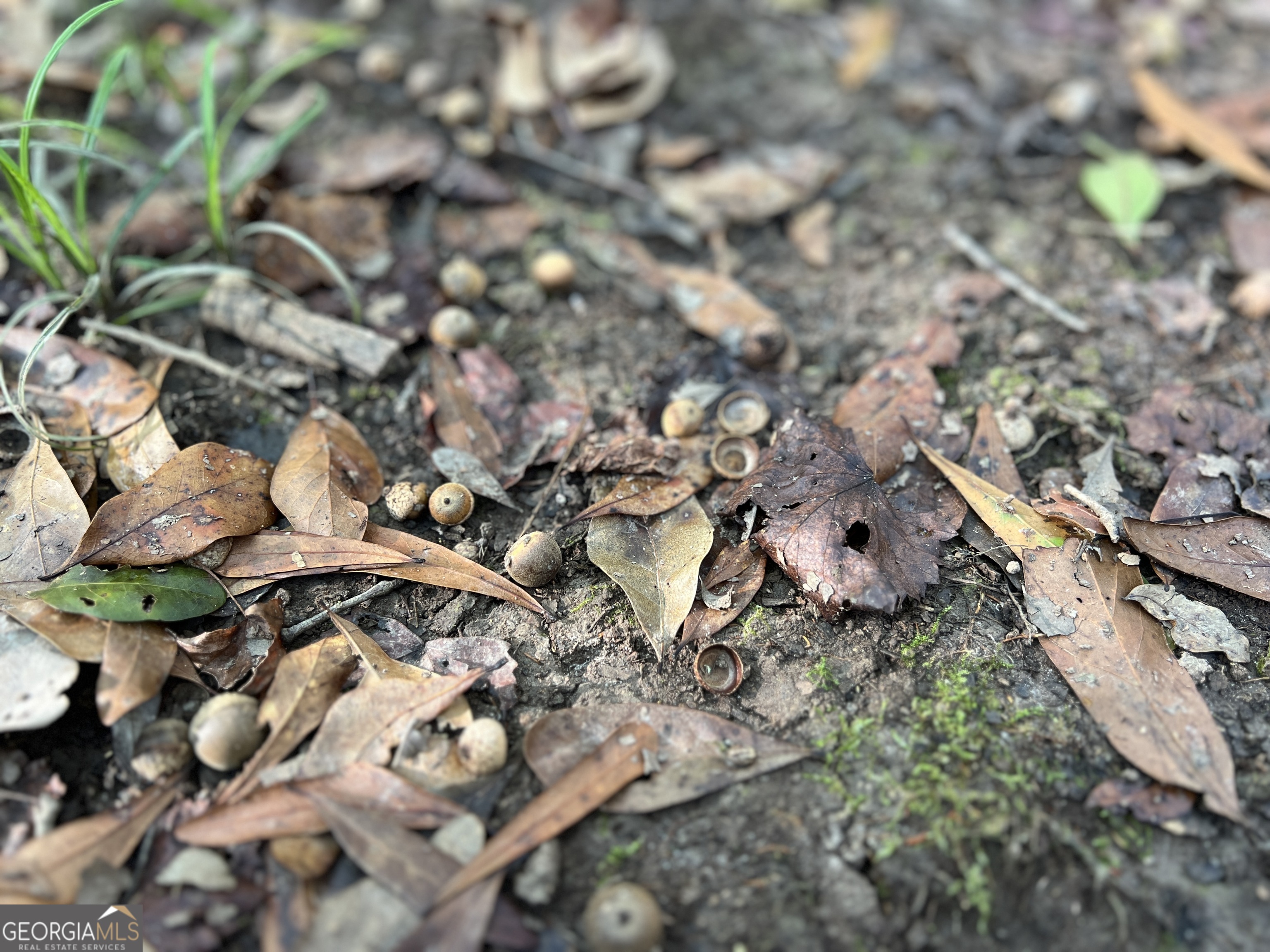 0 Lower River Road Eastman, GA 31023 - Photo 8 of 56 a picture of tree