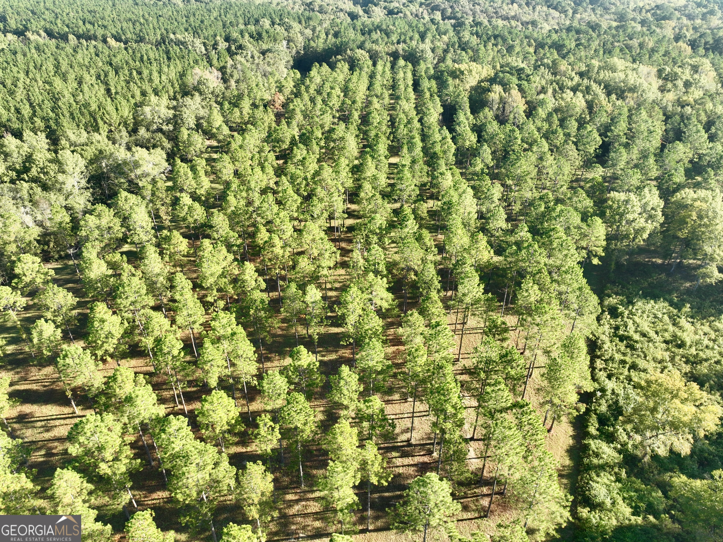 0 Lower River Road Eastman, GA 31023 - Photo 9 of 56 a view of a yard with a tree