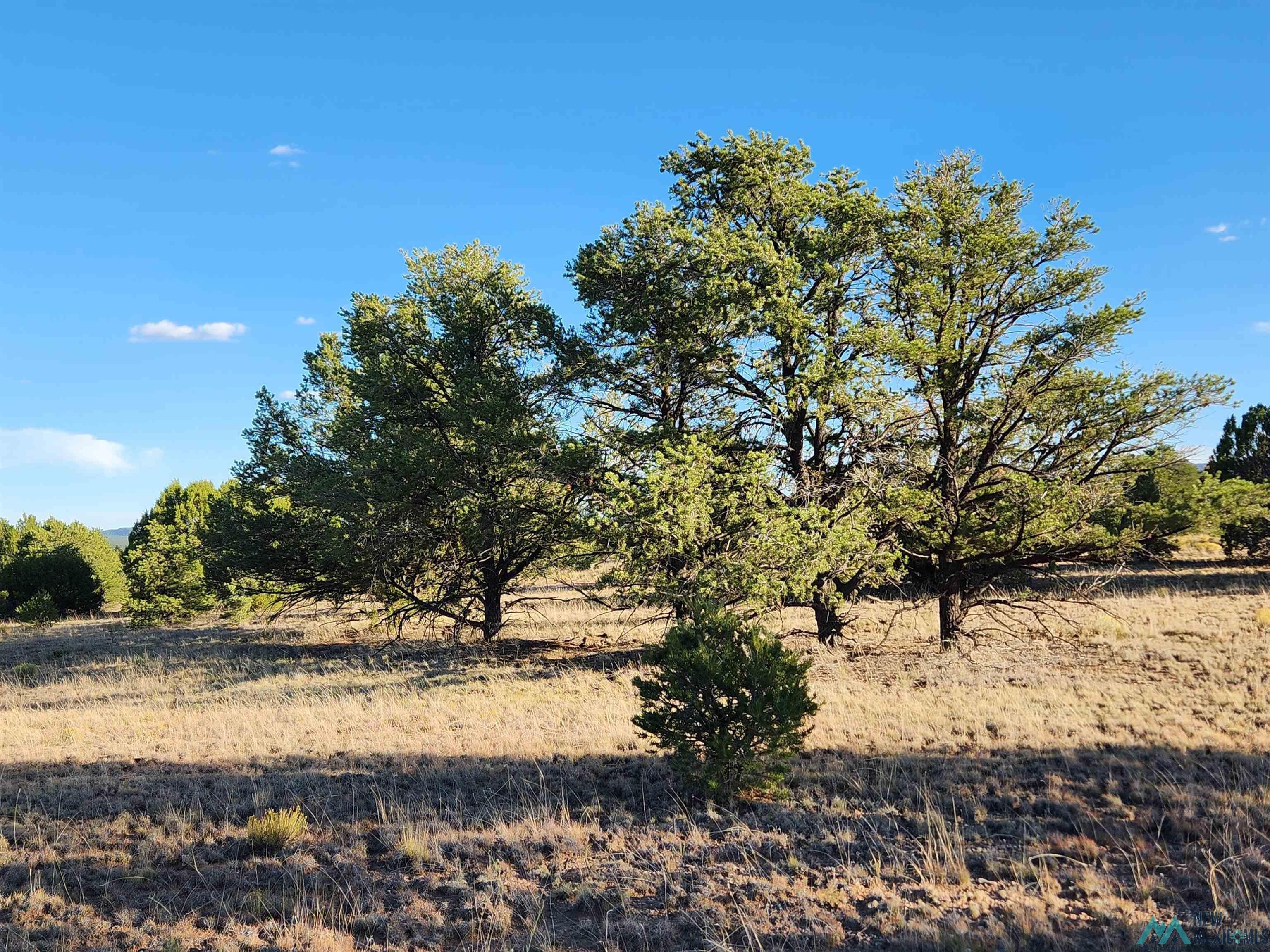 Tbd Mangas Road Quemado, NM 87829 - Photo 3 of 15