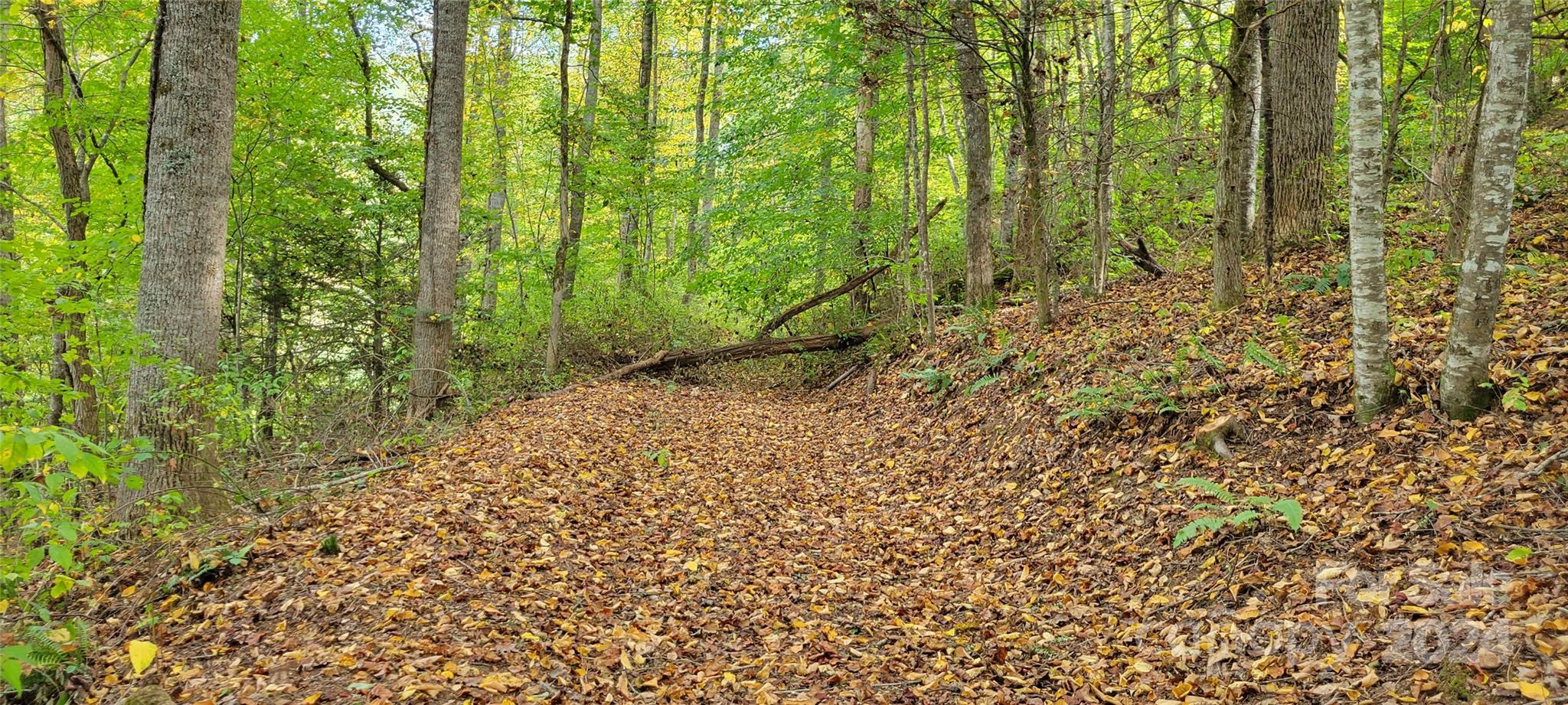 0 Dodder Lane Cullowhee, NC 28723 - Photo 6 of 11 a view of a yard with plants and large trees