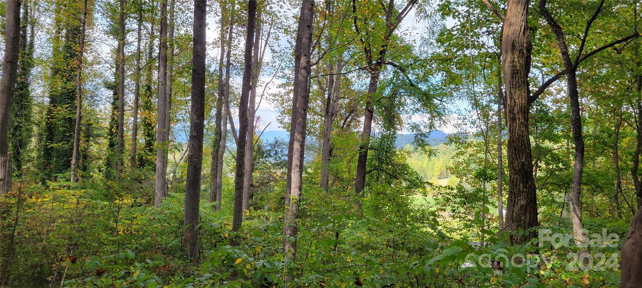 0 Dodder Lane Cullowhee, NC 28723 - Photo 10 of 11 a view of forest