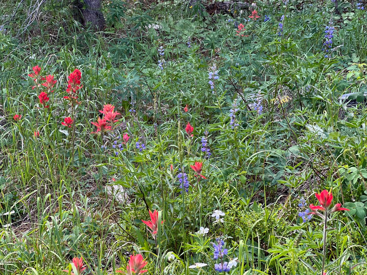 10000 Forest Road, Unit 169 Red Feather Lakes, CO 80545 - Photo 17 of 31