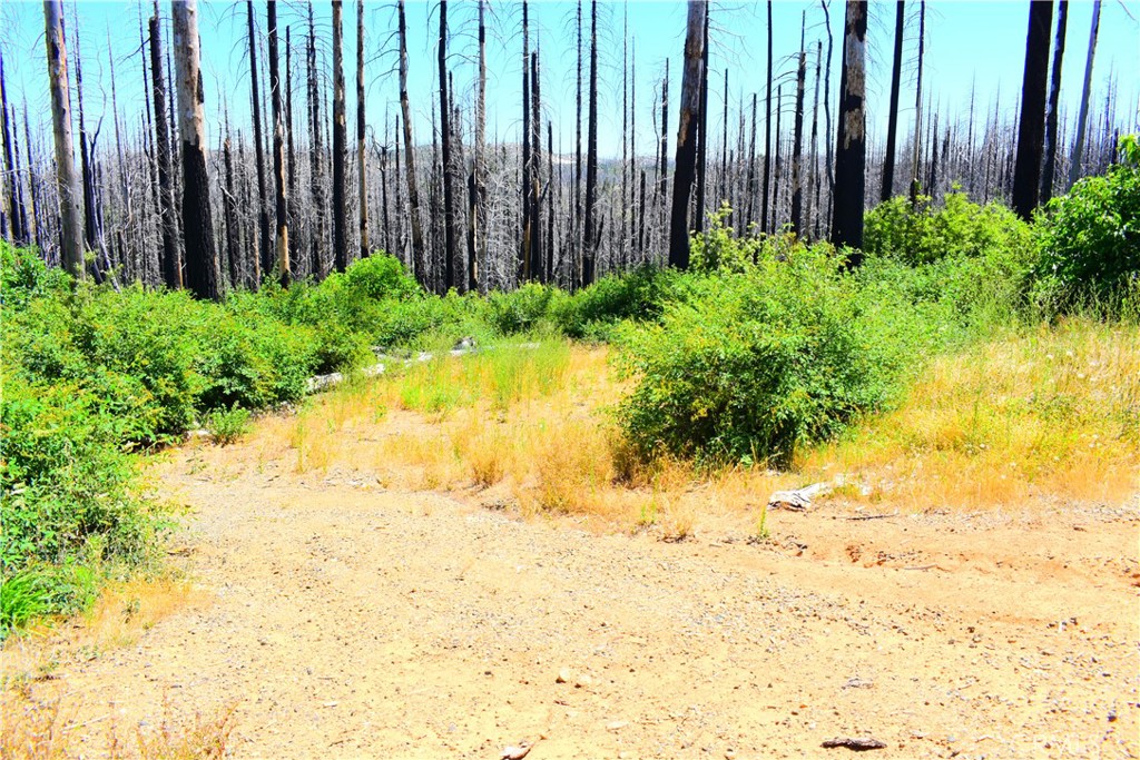 461 Milsap Bar Road Berry Creek, CA 95916 - Photo 16 of 18