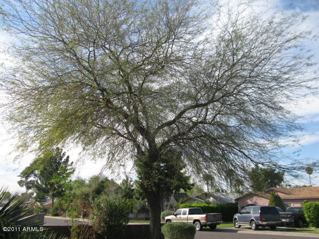 1529 East Granada Road Phoenix, AZ 85006 - Photo 24 of 26 front of yard