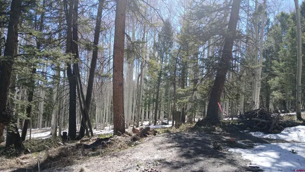 a view of a backyard with trees