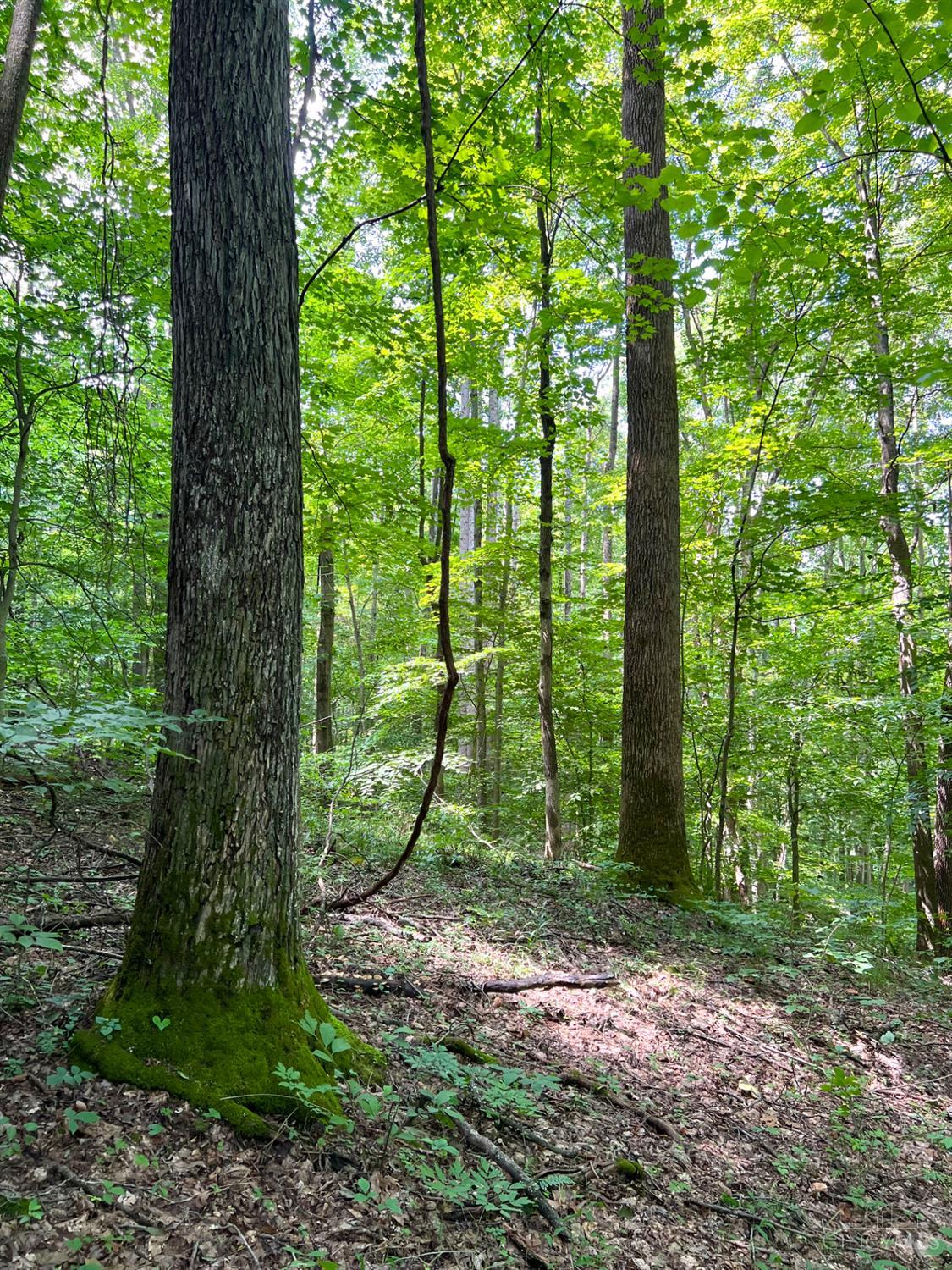 0 South Chenoweth Fork Road Piketon, OH 45661 - Photo 10 of 95
