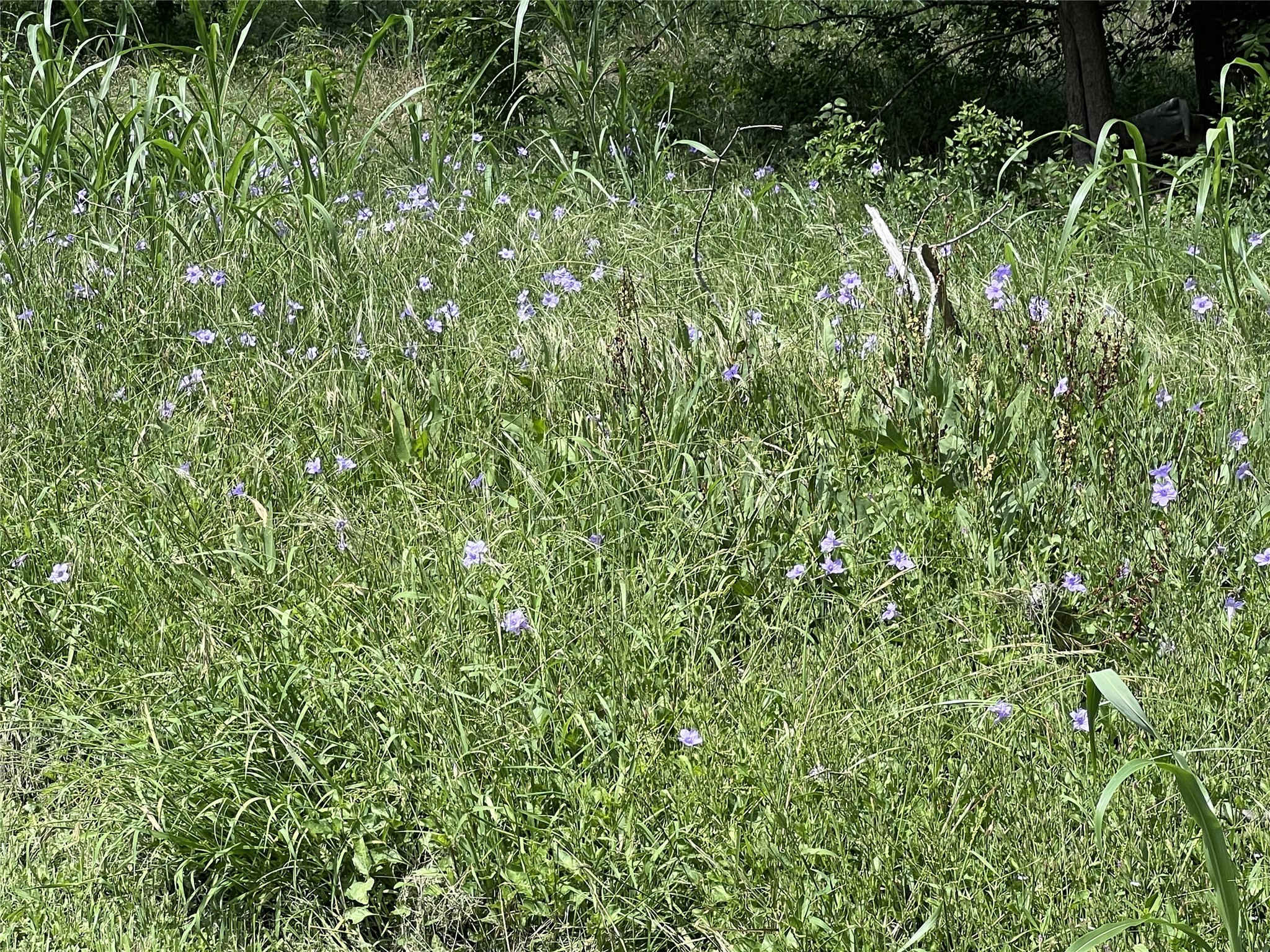10001 Peterson Road Del Valle, TX 78617 - Photo 26 of 29 a view of a lush green forest
