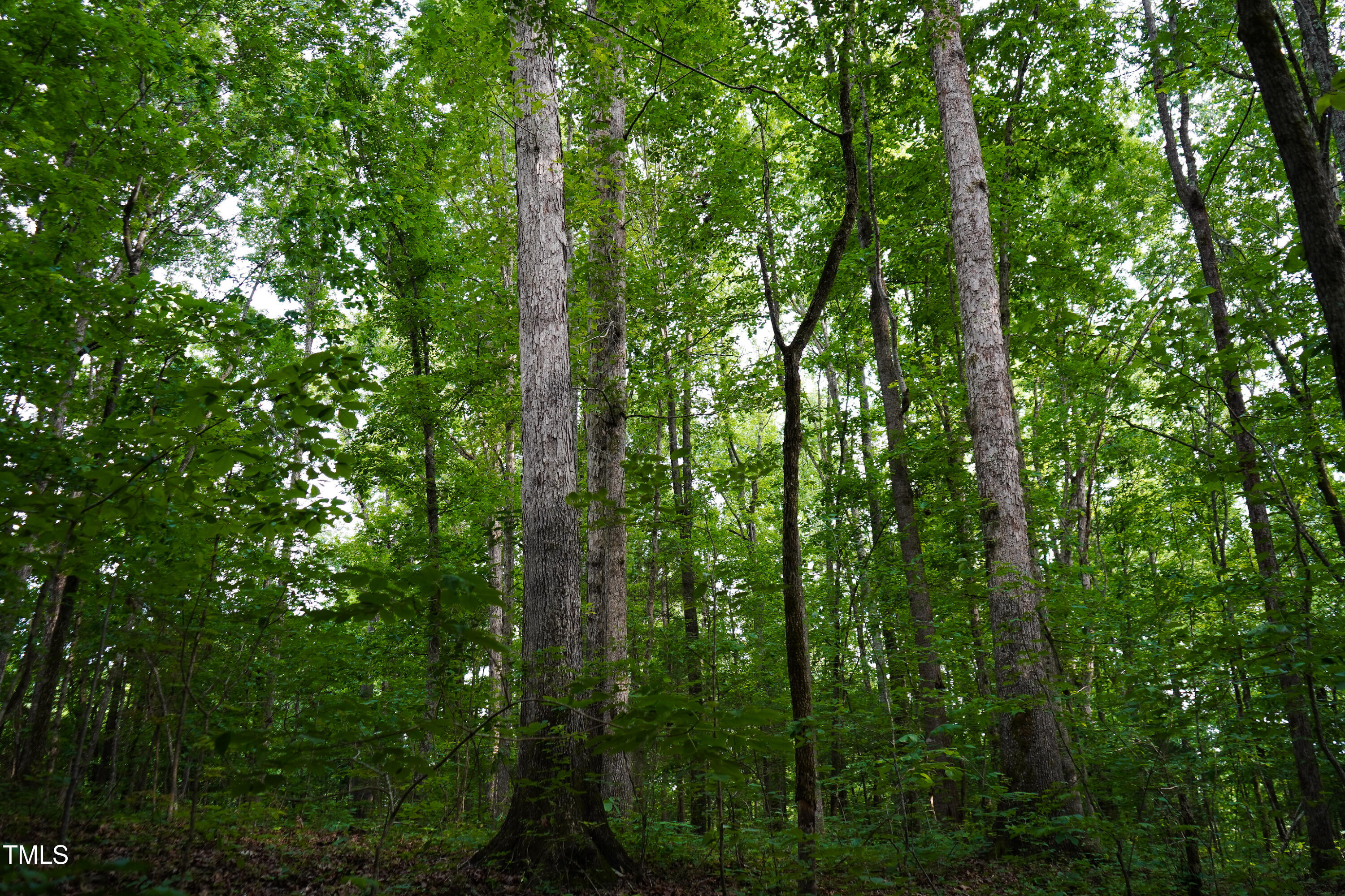 52.8-acres Atkins Road Mebane, NC 27302 - Photo 16 of 36 16