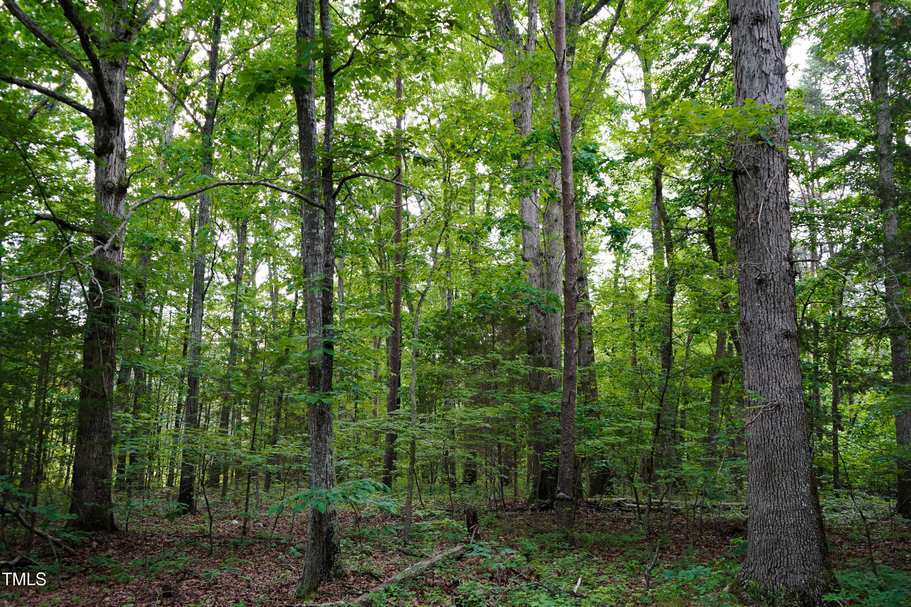 52.8-acres Atkins Road Mebane, NC 27302 - Photo 18 of 36 18