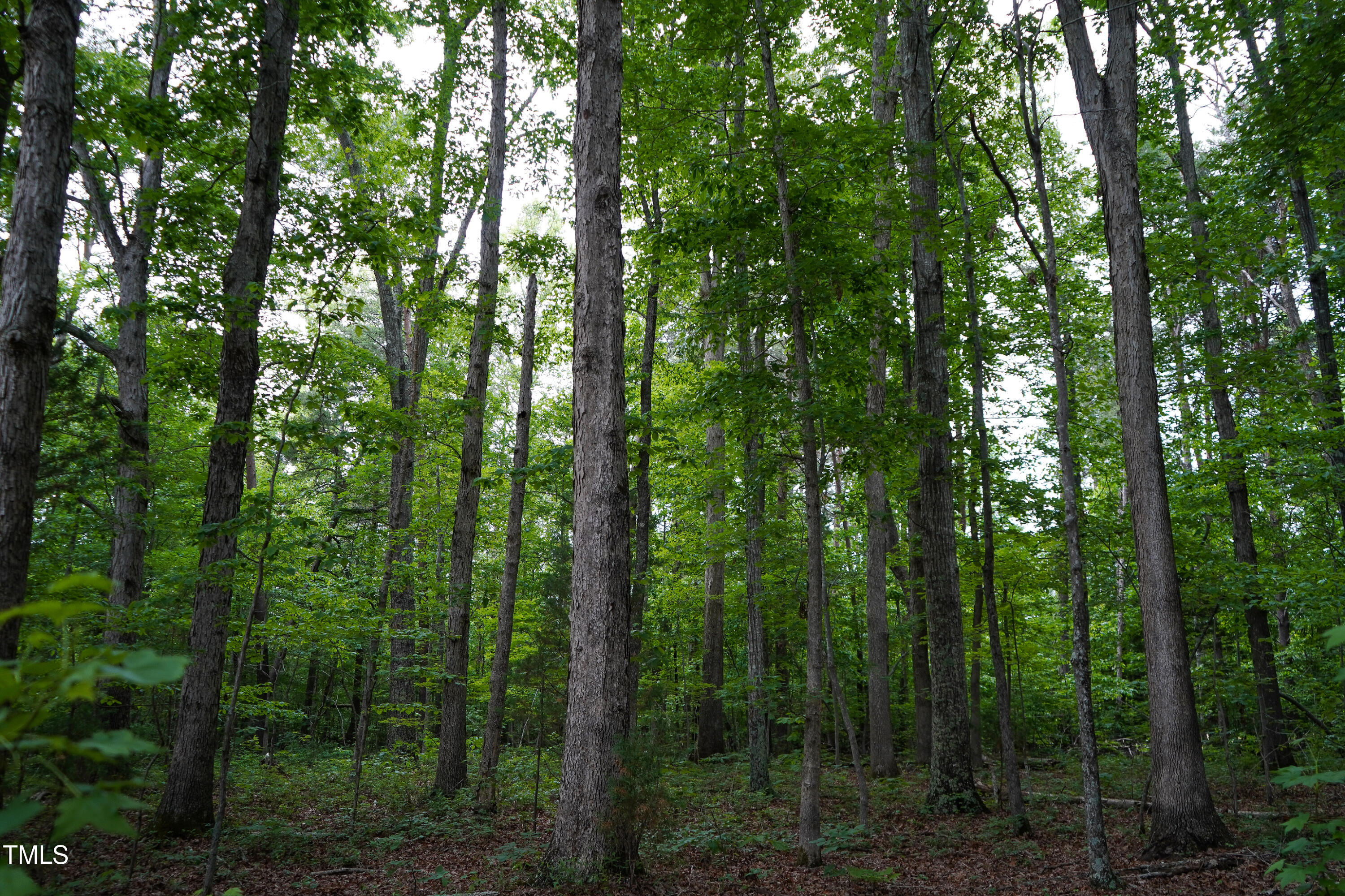 52.8-acres Atkins Road Mebane, NC 27302 - Photo 20 of 36 20