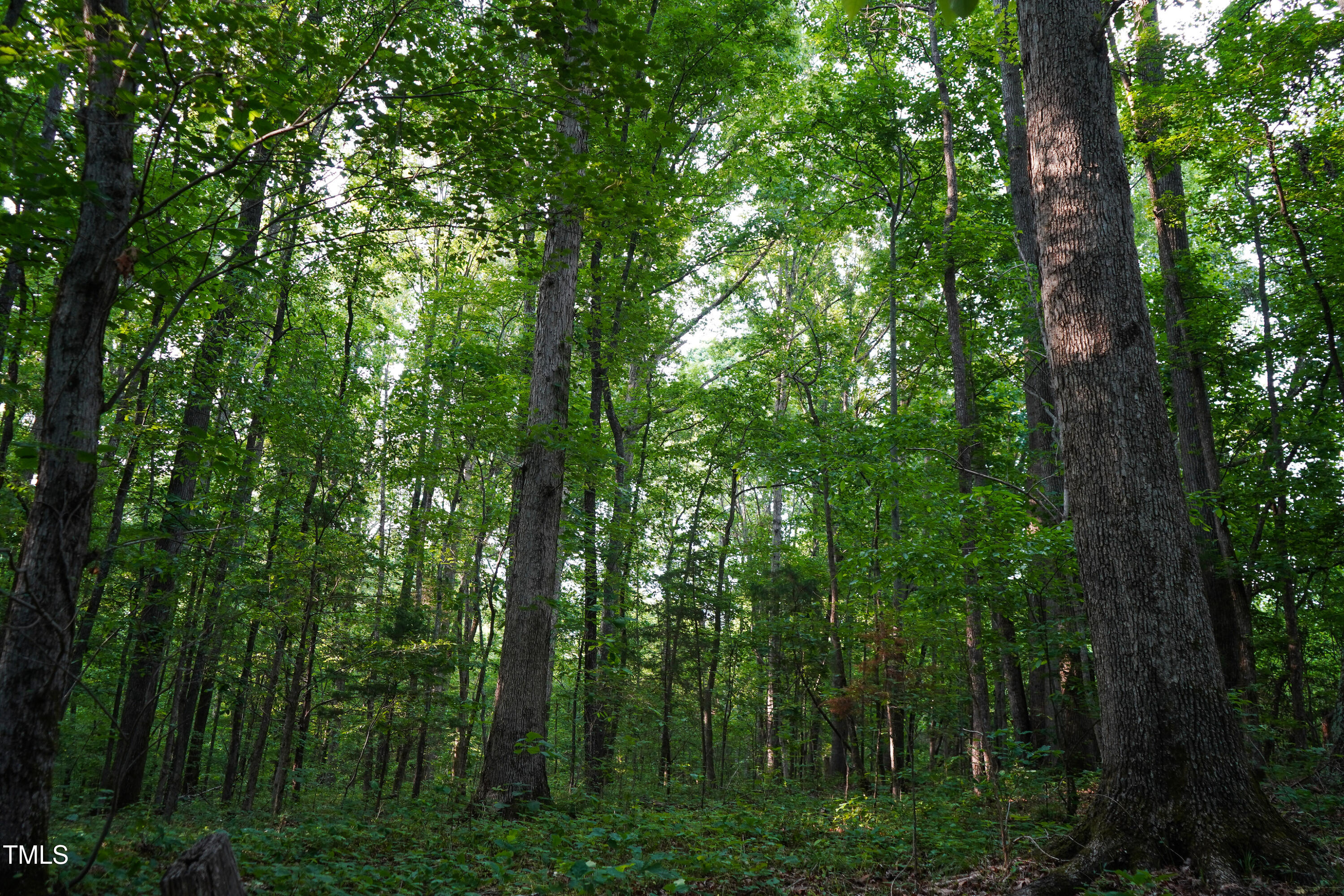 52.8-acres Atkins Road Mebane, NC 27302 - Photo 27 of 36 27