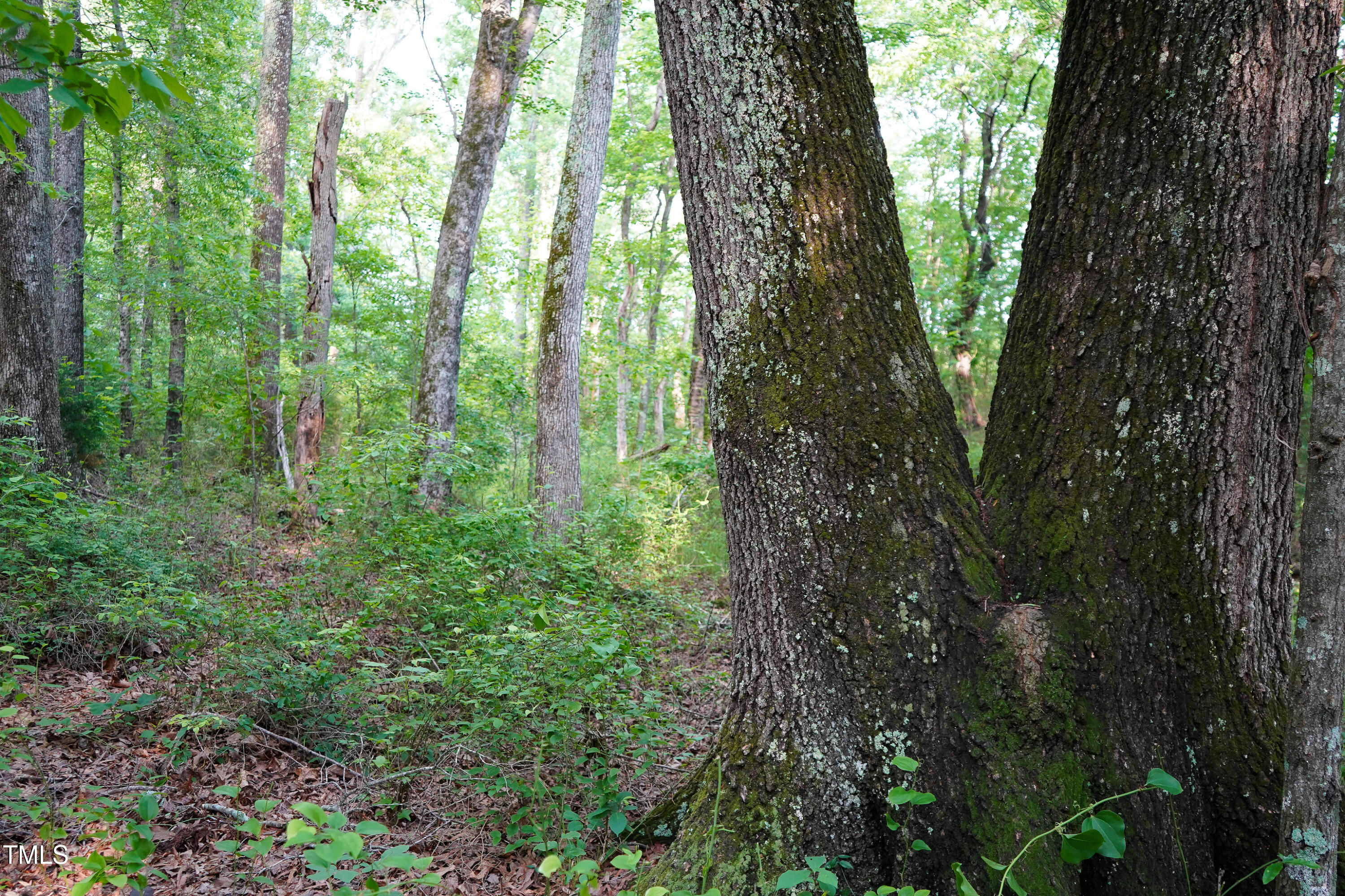 52.8-acres Atkins Road Mebane, NC 27302 - Photo 28 of 36 28