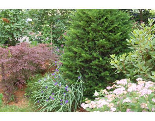 80 Watson Road Belmont, MA 02478 - Photo 13 of 15 a view of a garden