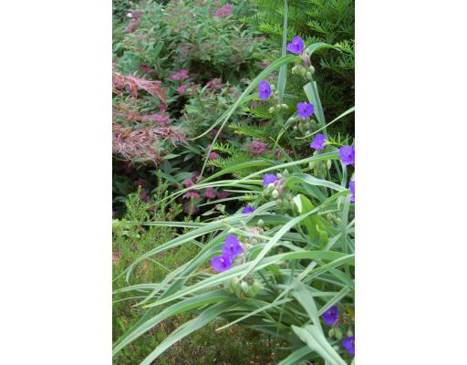 80 Watson Road Belmont, MA 02478 - Photo 15 of 15 a picture of flowers