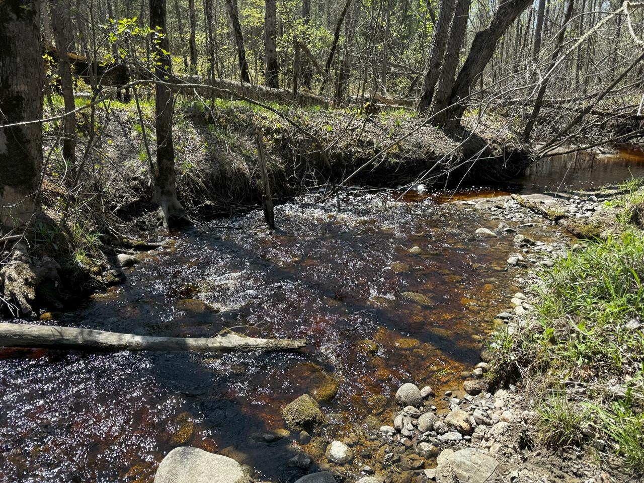 10362 Arkola Road Meadowlands, MN 55765 - Photo 28 of 30 View of wooded area