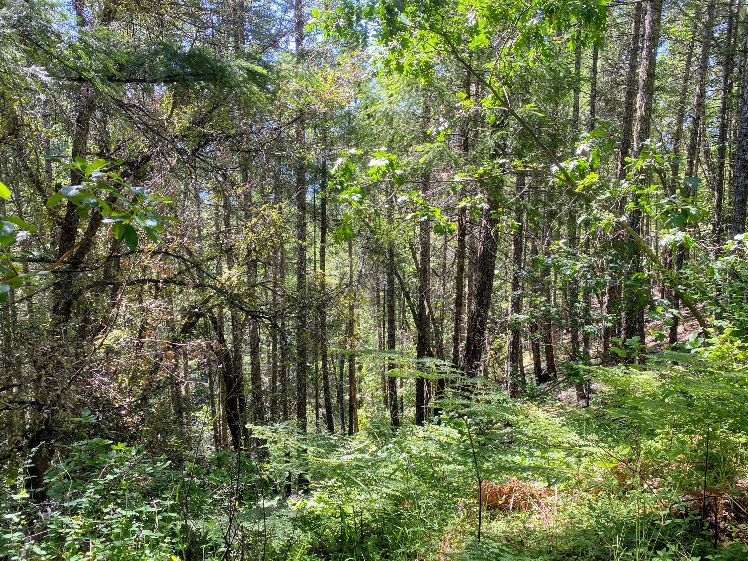 0 Taylor Creek Road Wilderville, OR 97543 - Photo 6 of 8 IMG_4536