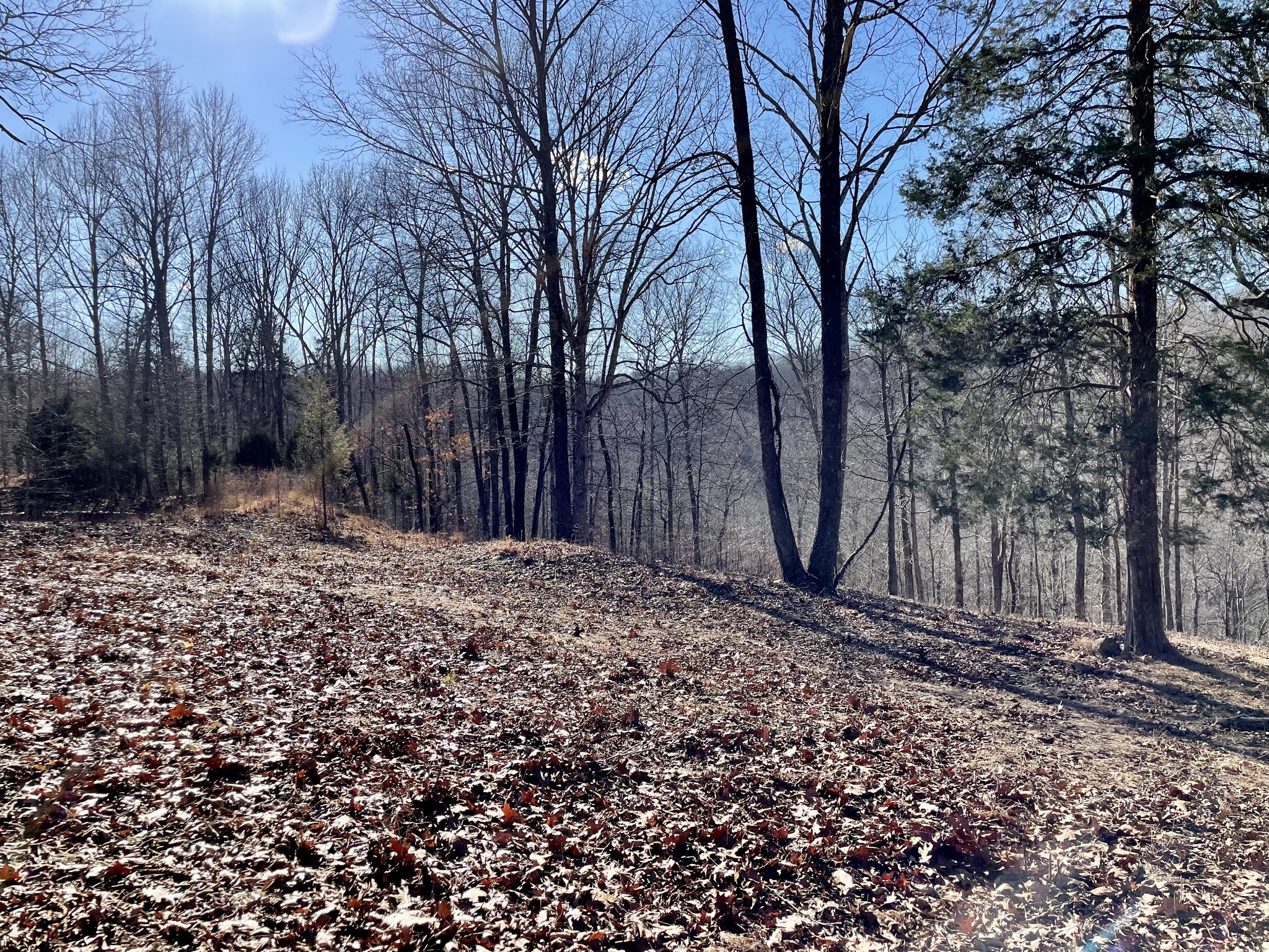 0 Duffer Hollow Road Bethpage, TN 37022 - Photo 12 of 37 a view of a backyard with large trees