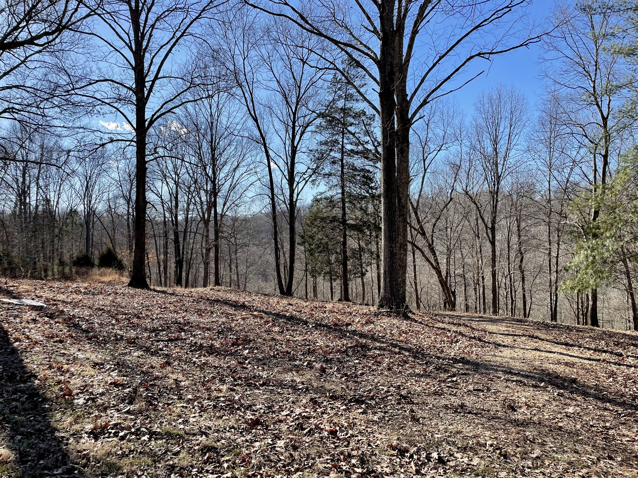 0 Duffer Hollow Road Bethpage, TN 37022 - Photo 19 of 37 a big yard with trees in the background