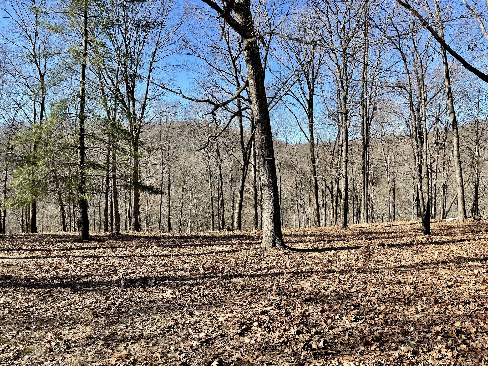 0 Duffer Hollow Road Bethpage, TN 37022 - Photo 21 of 37 a view of a backyard with large trees