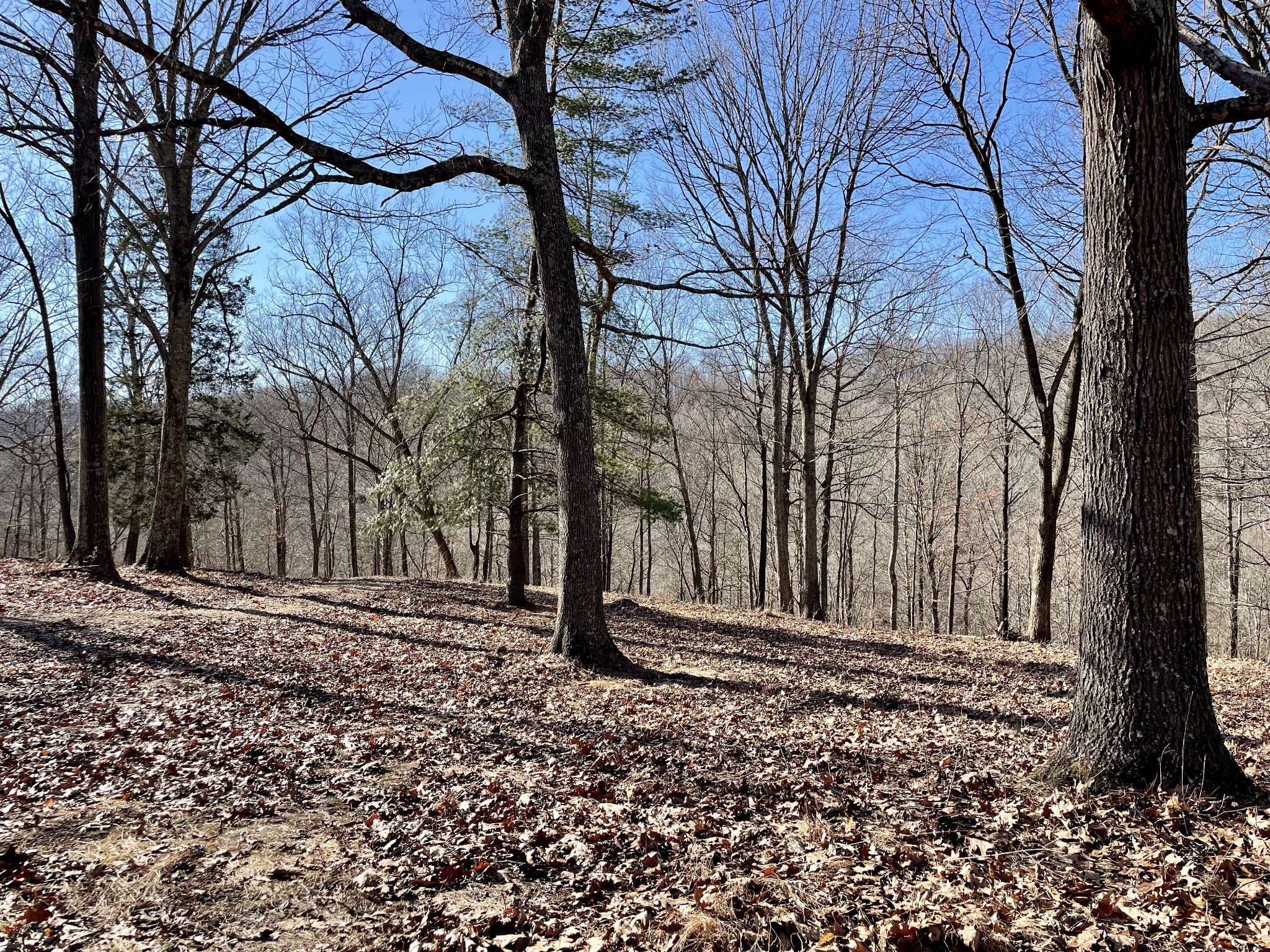 0 Duffer Hollow Road Bethpage, TN 37022 - Photo 29 of 37 a backyard of a house with large trees