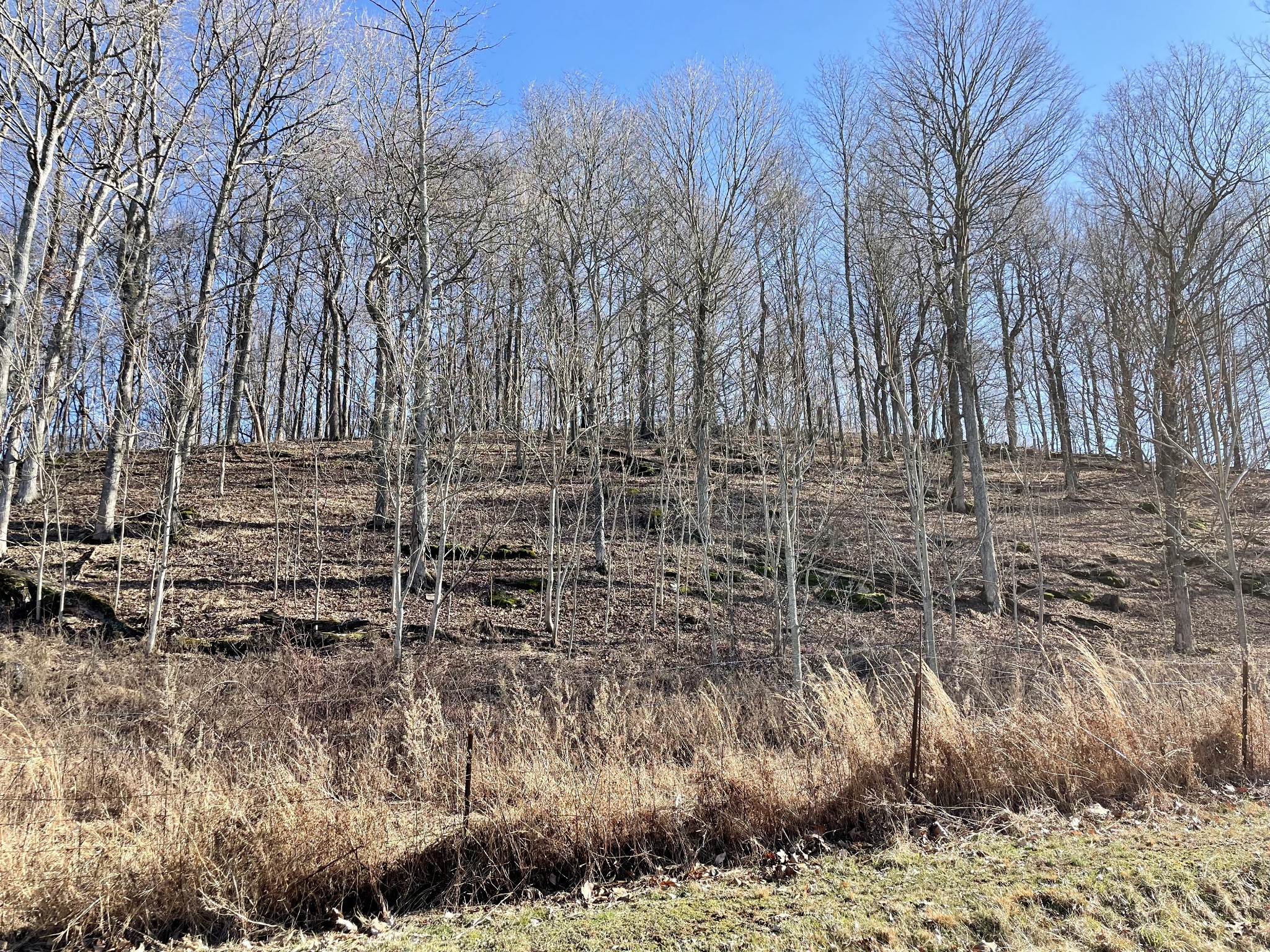 0 Duffer Hollow Road Bethpage, TN 37022 - Photo 34 of 37 a view of a yard with trees