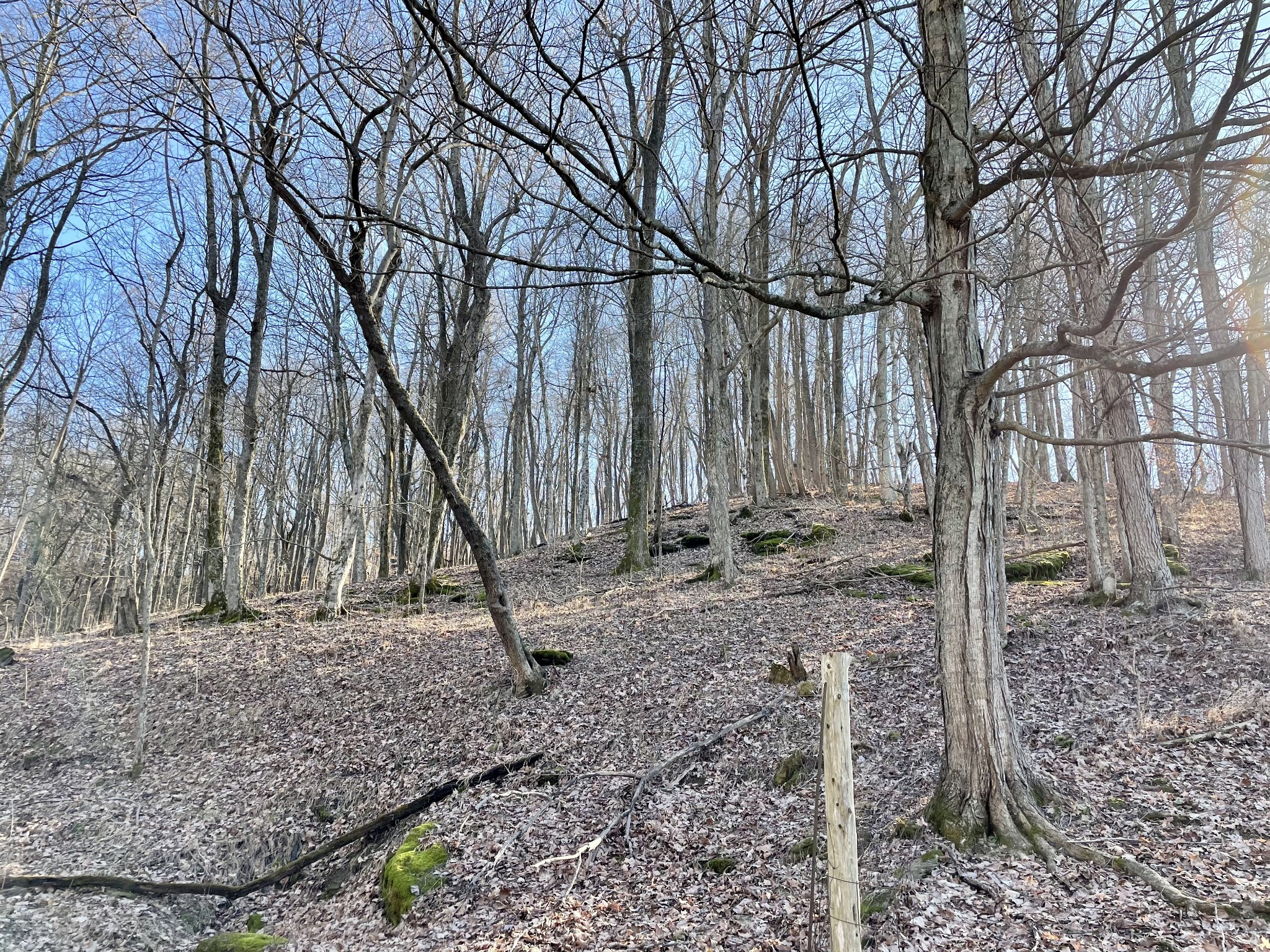 0 Duffer Hollow Road Bethpage, TN 37022 - Photo 35 of 37 a backyard of a house with lots of green space