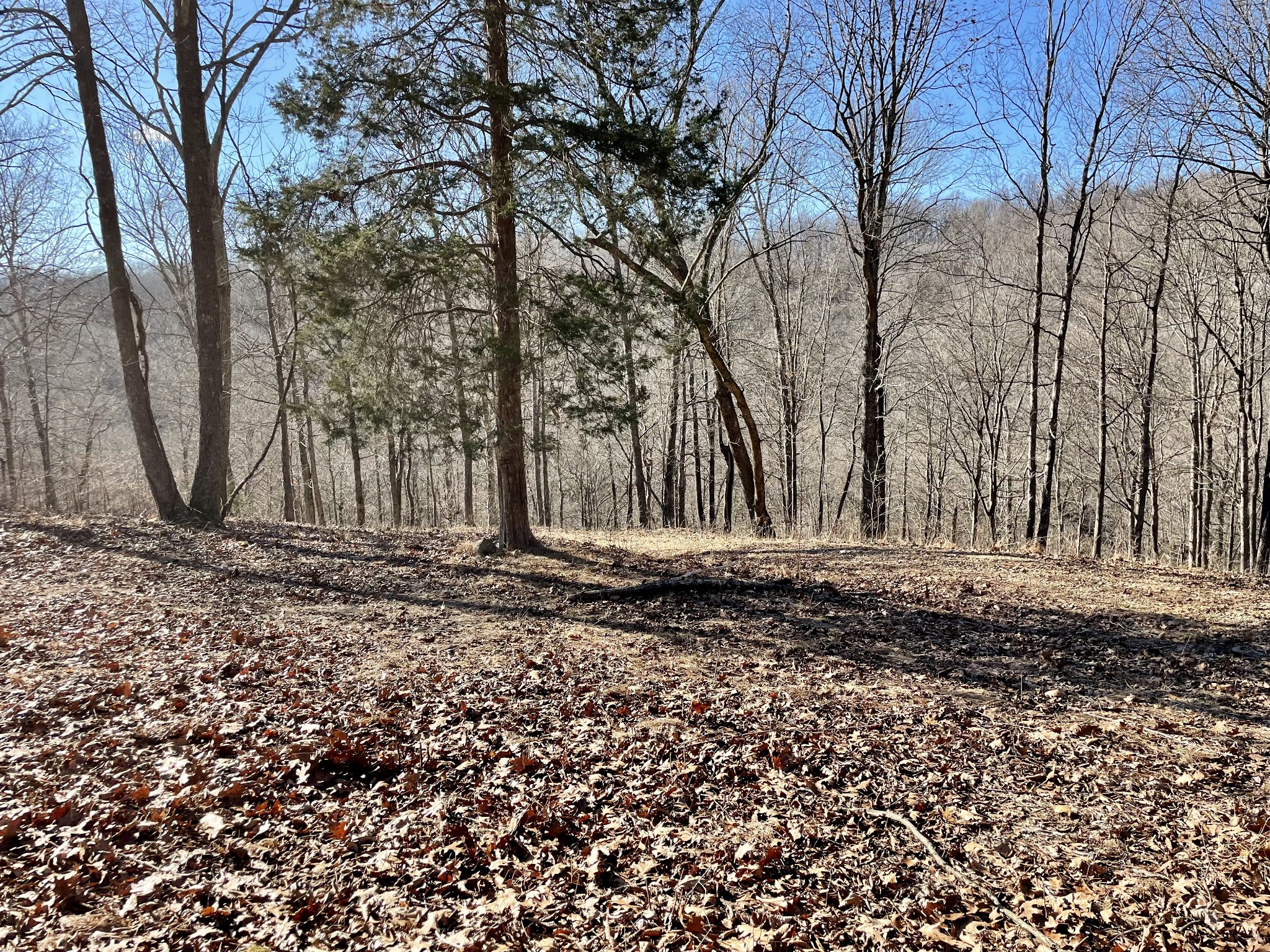 0 Duffer Hollow Road Bethpage, TN 37022 - Photo 9 of 37 a view of a backyard with large trees