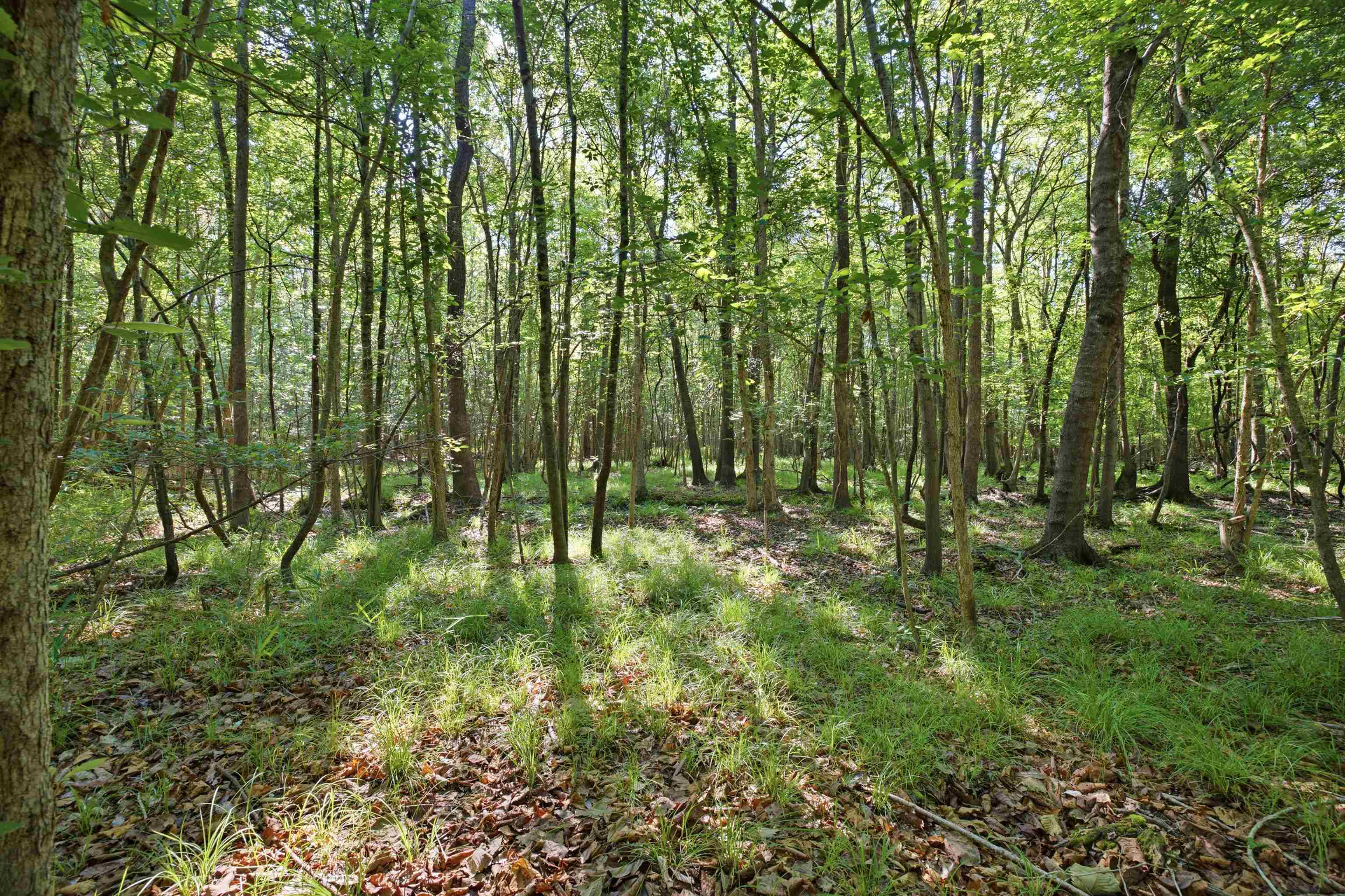 9475 Lake Swamp Road Nichols, SC 29581 - Photo 15 of 36