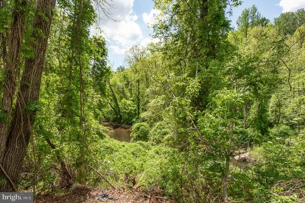 a view of a lush green forest