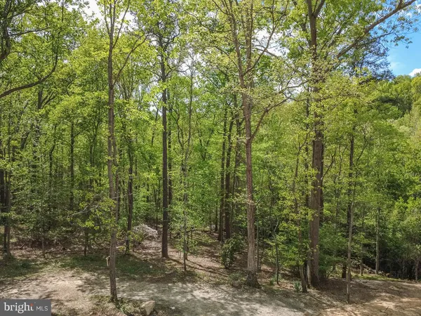 a view of a forest filled with trees and flowers