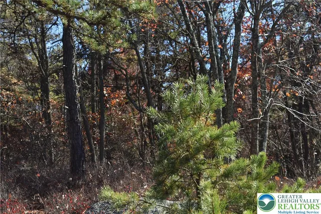 a view of a tree with a tree