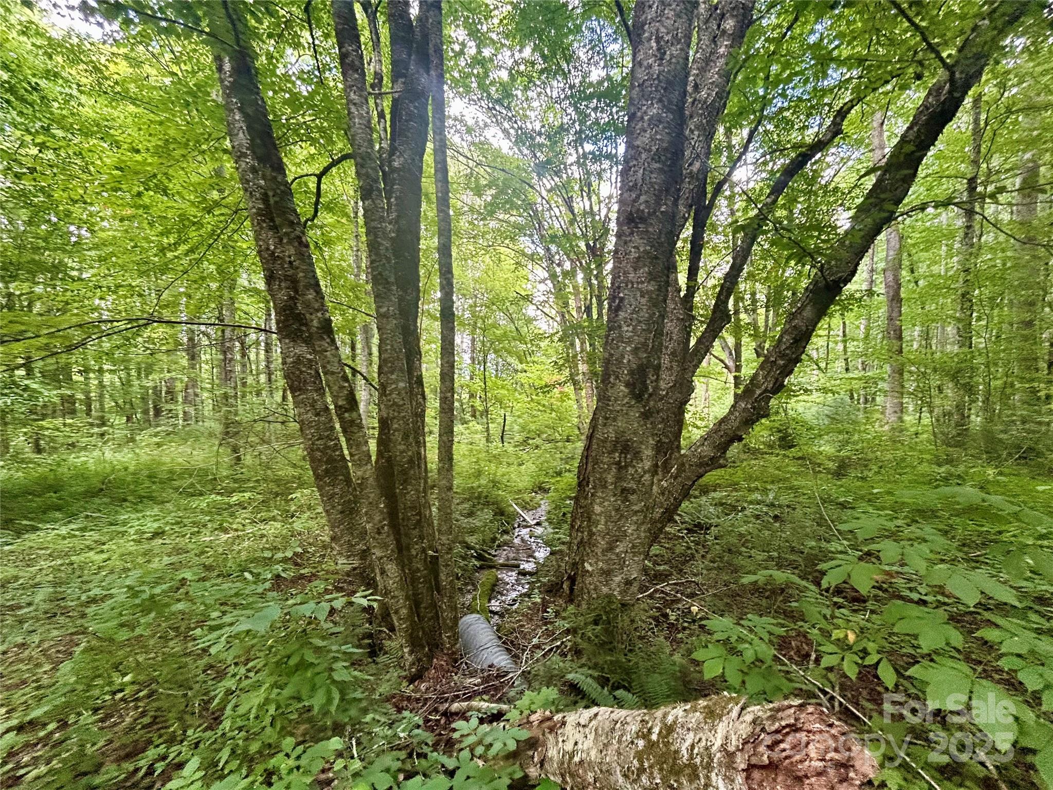 2 Nips Way Cullowhee, NC 28723 - Photo 2 of 8 a view of outdoor space and trees