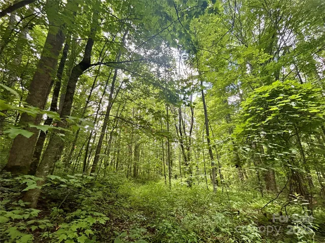a view of a lush green forest