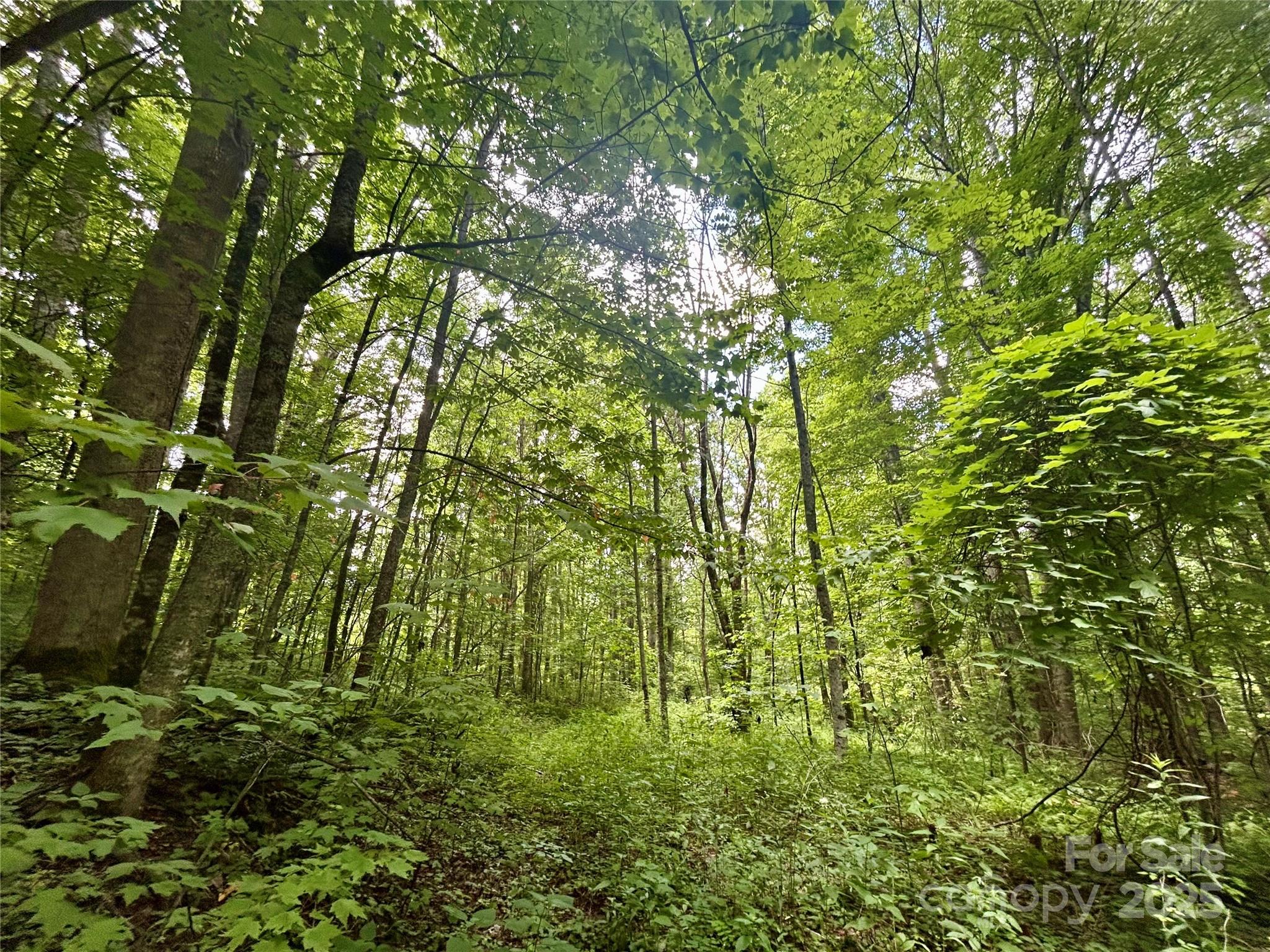2 Nips Way Cullowhee, NC 28723 - Photo 4 of 8 a view of a yard