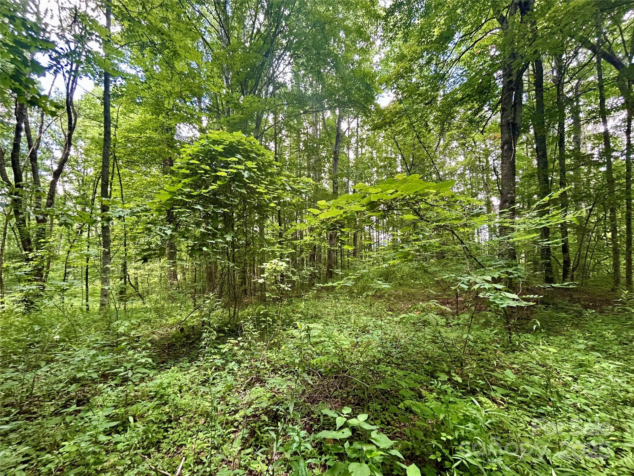 2 Nips Way Cullowhee, NC 28723 - Photo 5 of 8 a view of a lush green forest