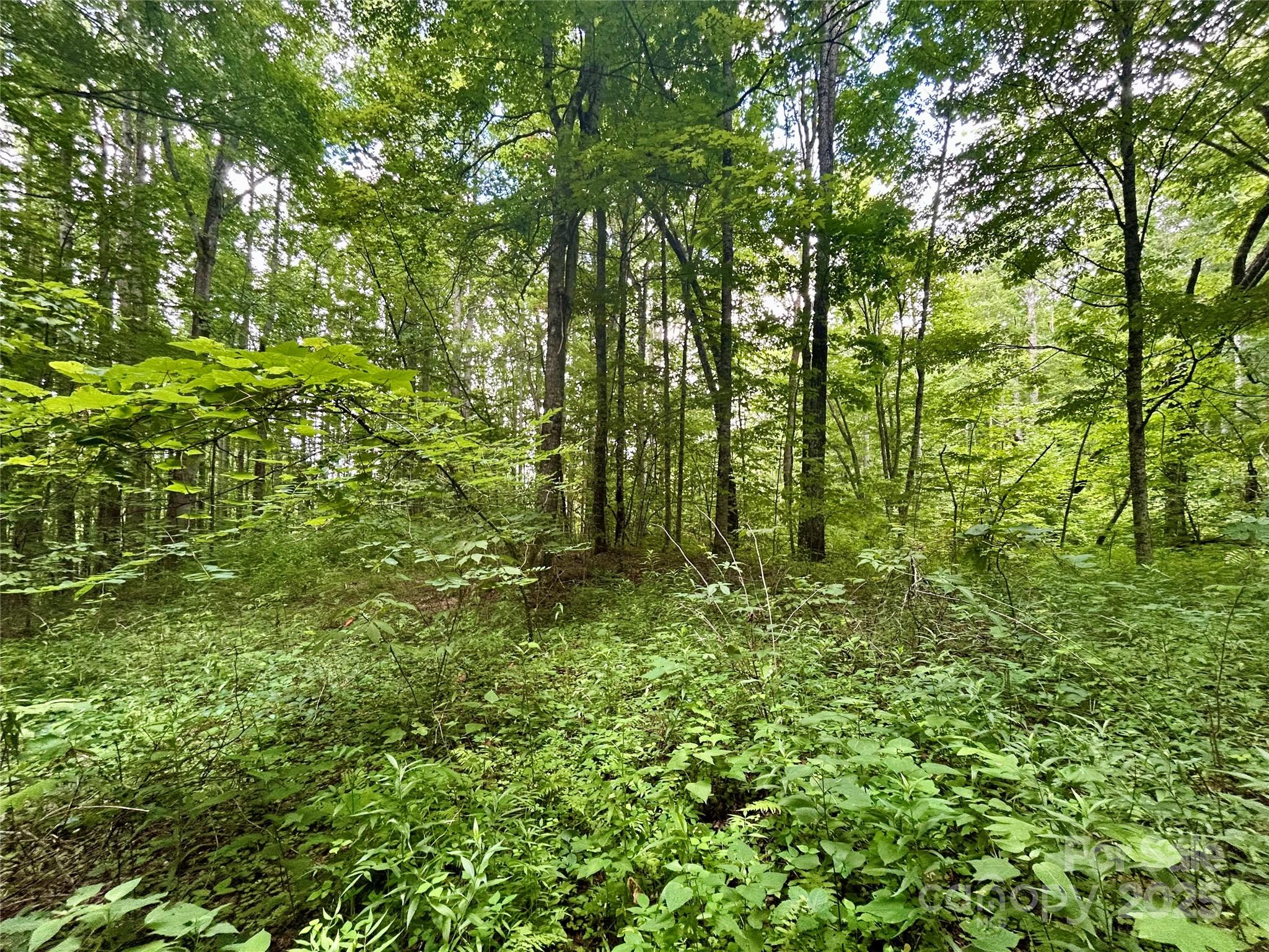 2 Nips Way Cullowhee, NC 28723 - Photo 6 of 8 a view of a lush green forest