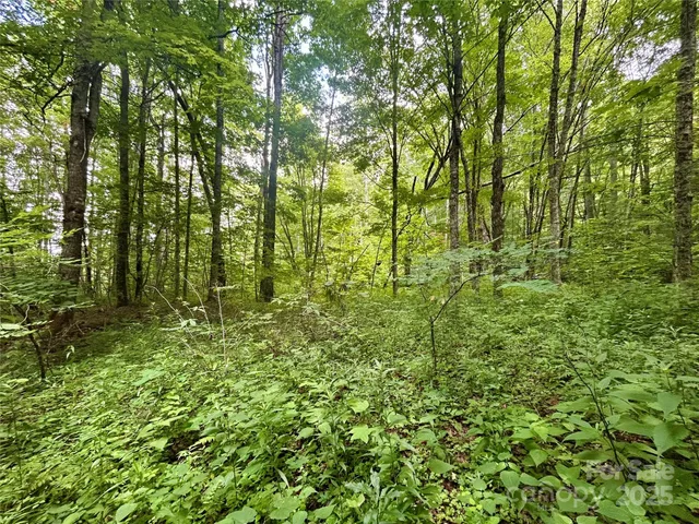 a view of a green field with lots of bushes