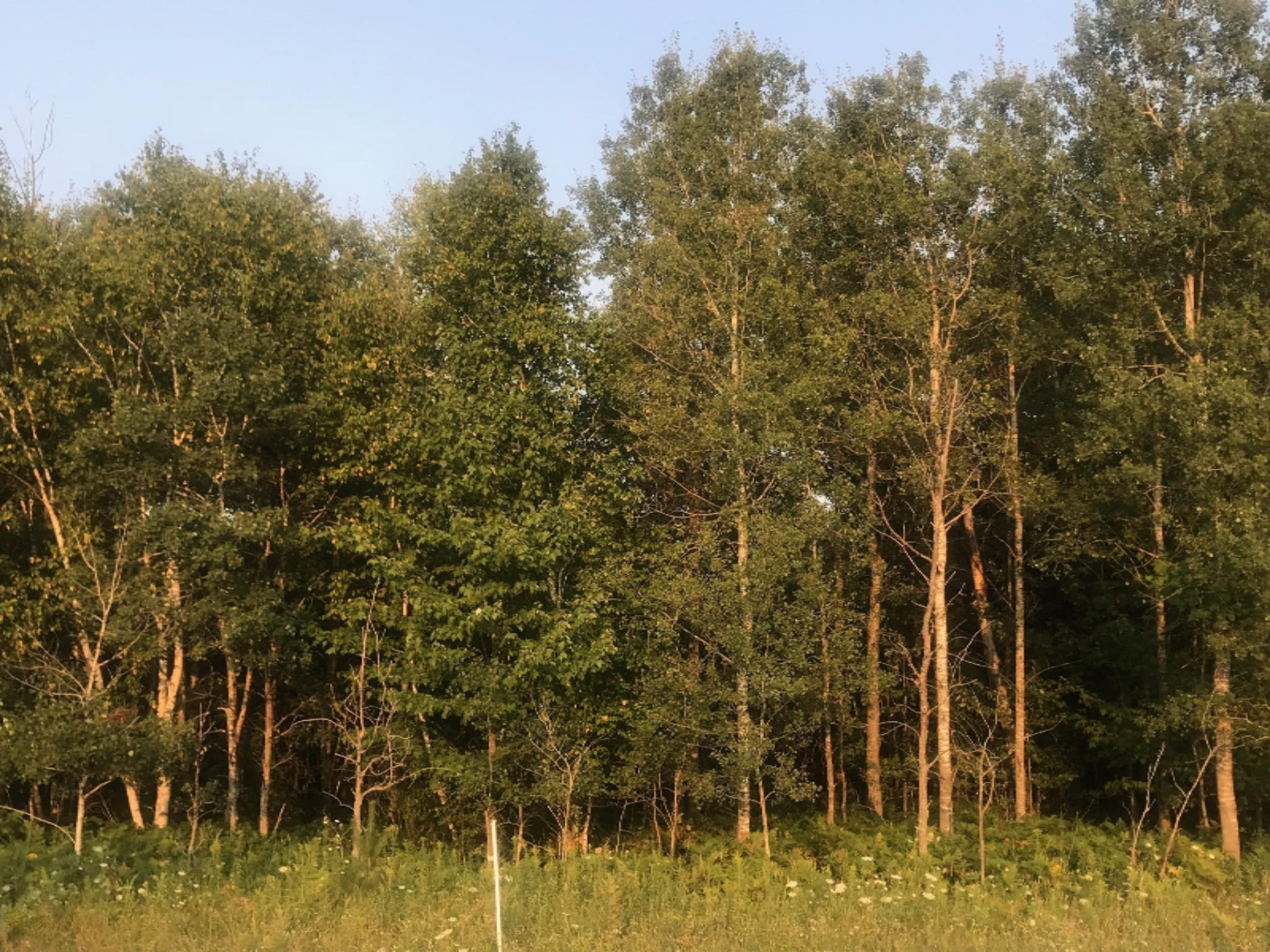 North Custer Road, Unit 80 Custer, MI 49405 - Photo 11 of 28 IMG_2152