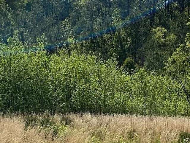 a view of swimming pool with a yard