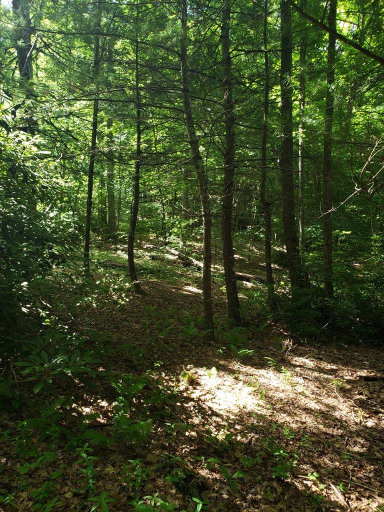 Tbd Flat Ridge Road, Unit 16A7 Troutdale, VA 24378 - Photo 28 of 33 Gallery Image 28