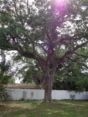 a view of a tree with a house in the background