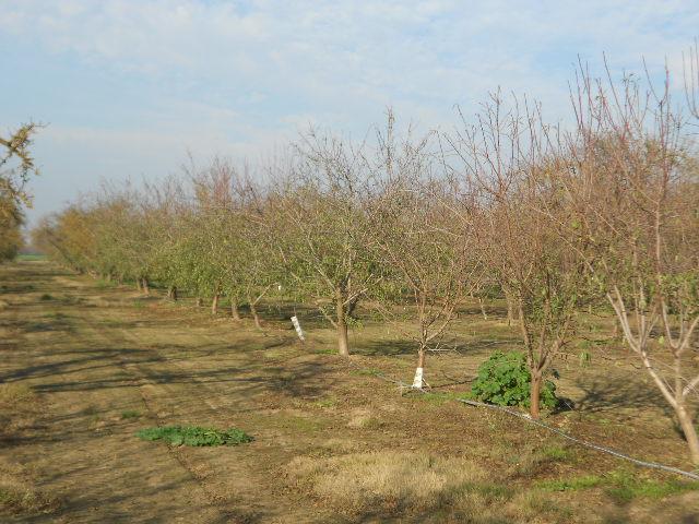 2406 South Tegner Road Turlock, CA 95380 - Photo 8 of 23
