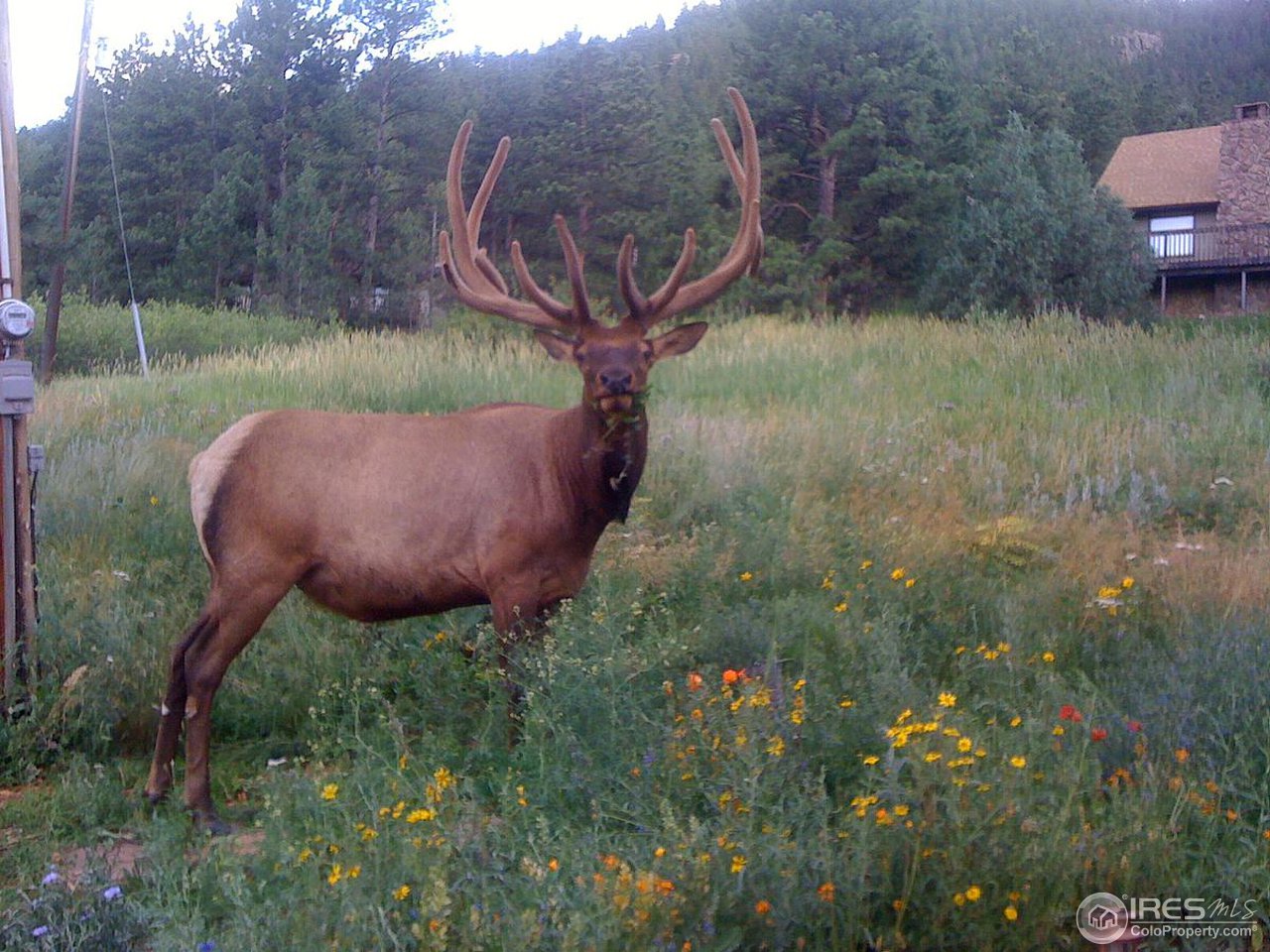 73 Moose Road Lyons, CO 80540 - Photo 23 of 25 Resident Elk
